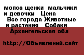 мопса щенки -мальчики и девочки › Цена ­ 25 000 - Все города Животные и растения » Собаки   . Архангельская обл.